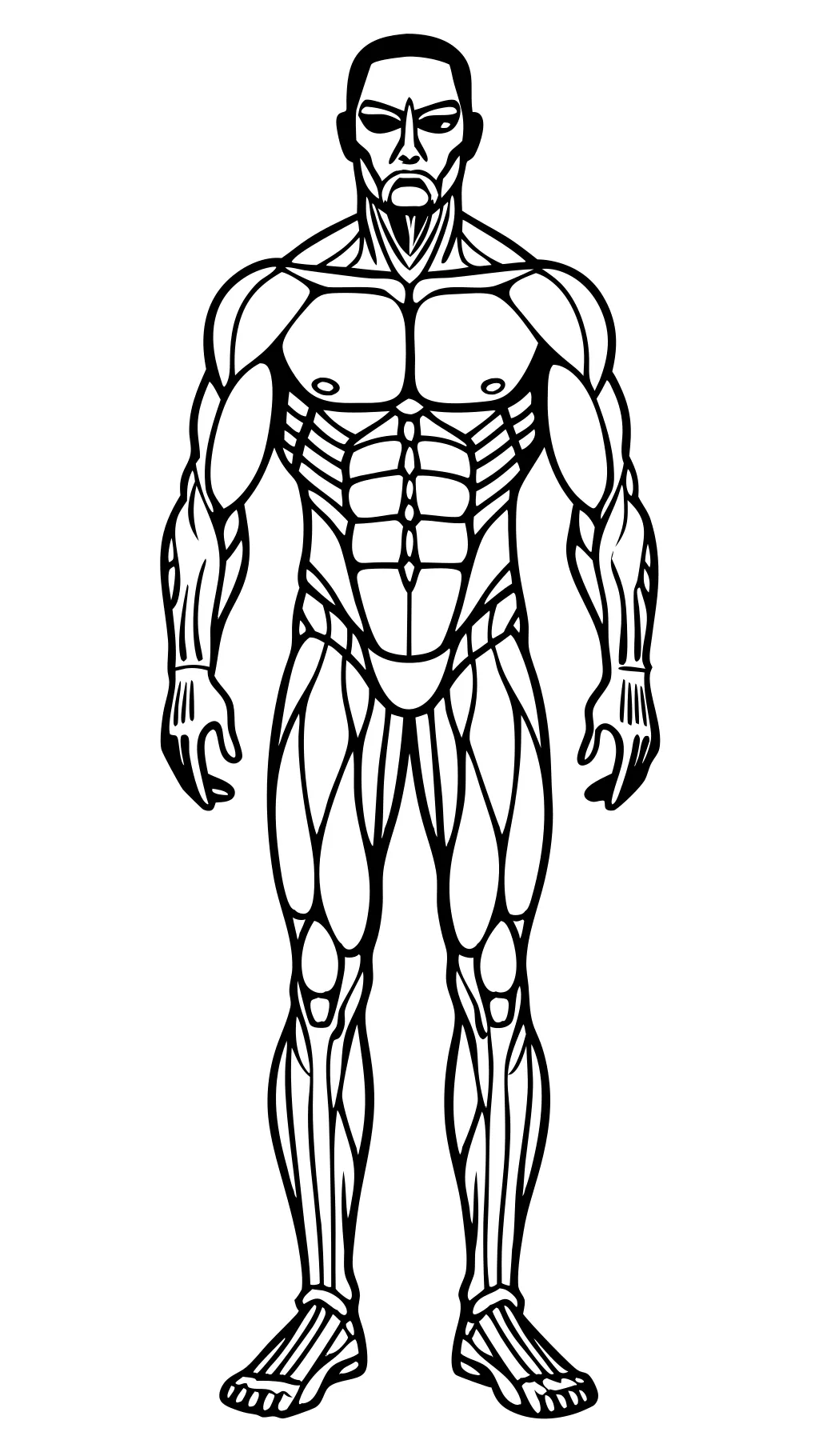 coloriages des muscles d’anatomie